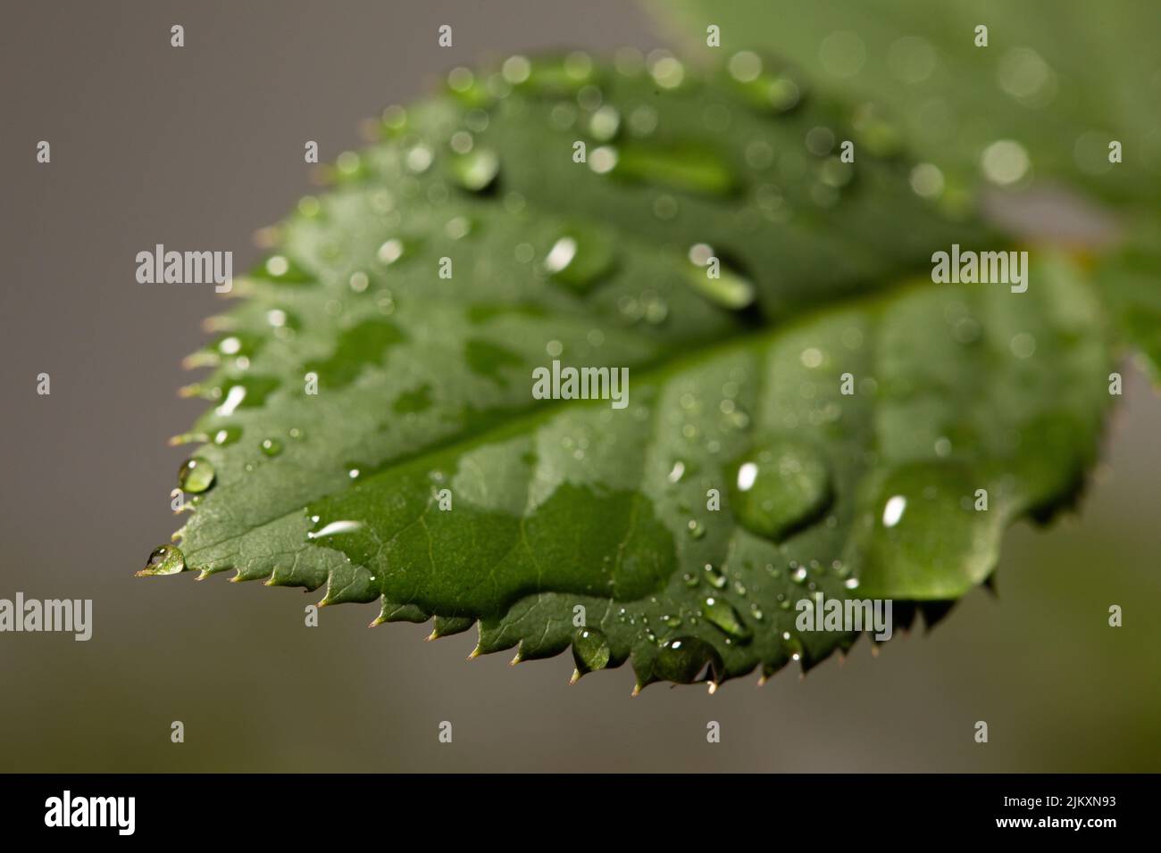 A closeup shot of a green leaf with water droplets on it Stock Photo