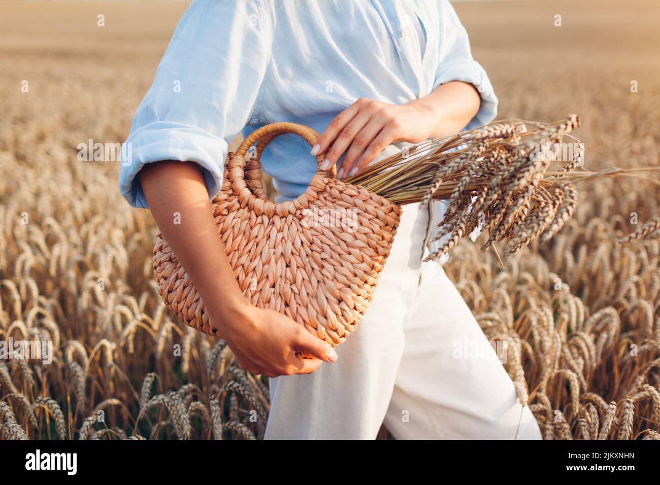Close up of straw handbag filled with wheat. Woman holding summer purse with bundle of wheat in field at sunset Stock Photo
