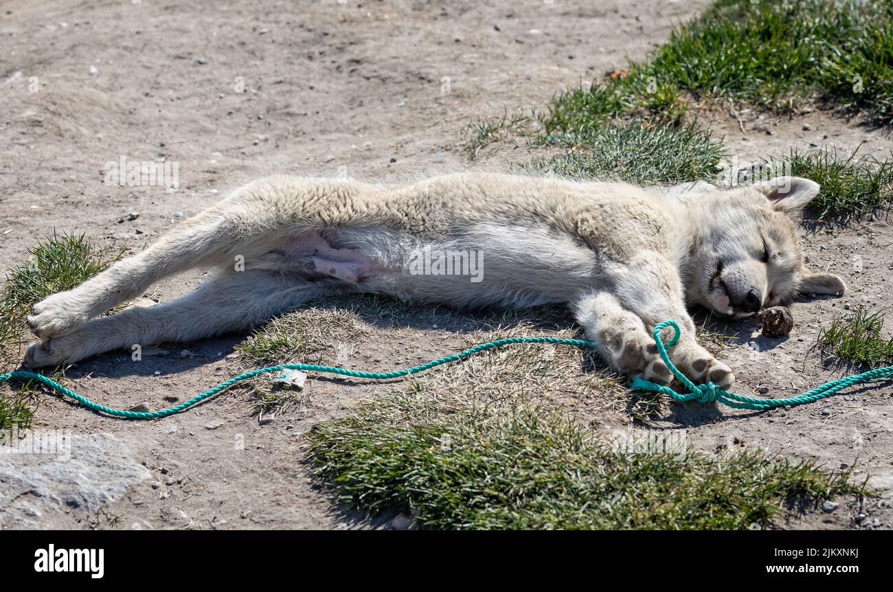 Close up of young wild sled dog puppy stretched out  in Ilulissat, Greenland on 17 July 2022 Stock Photo