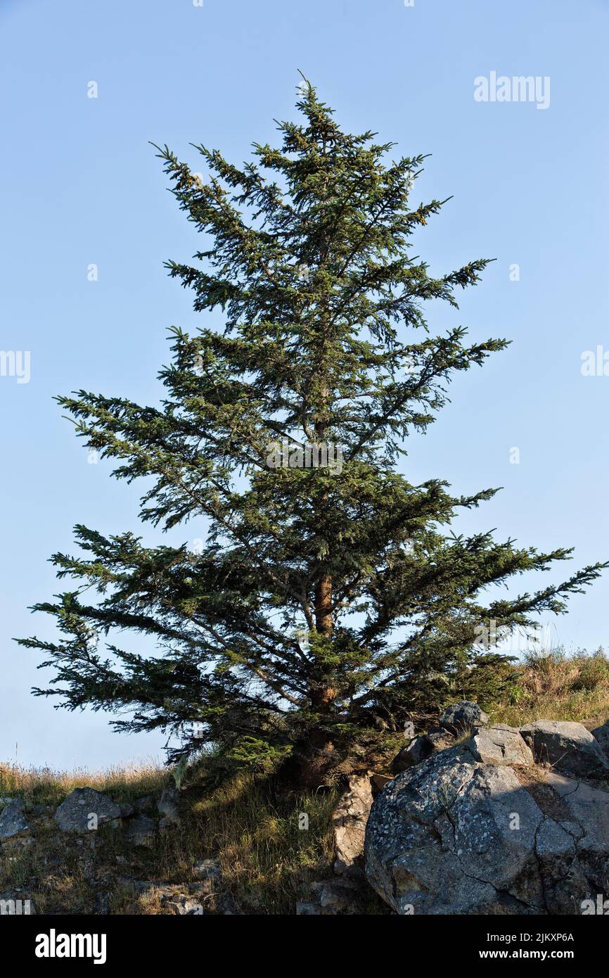 Sitka Spruce 'Picea sitchensis', coastal boulders, coniferous, evergreen tree. Stock Photo