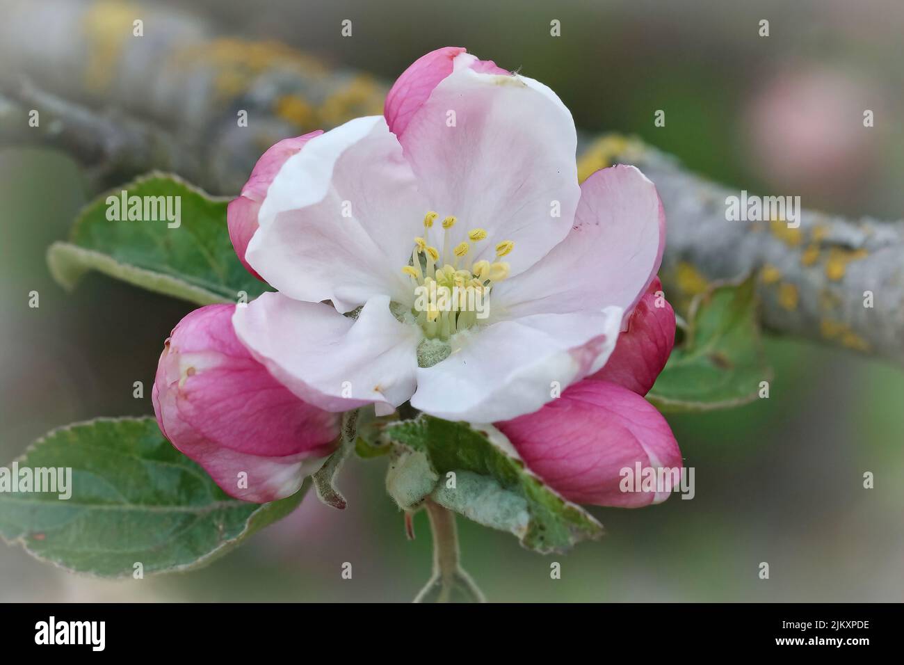 Closeup on the colorful pink and white blossoming European crab apple, Malus sylvestris Stock Photo