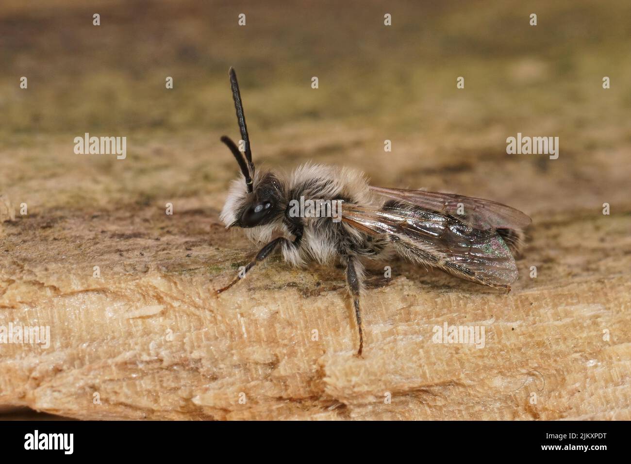 Closeup on the small white male of the sandpit mining bee, Andrena barbilabris, sitting on wood in the field Stock Photo