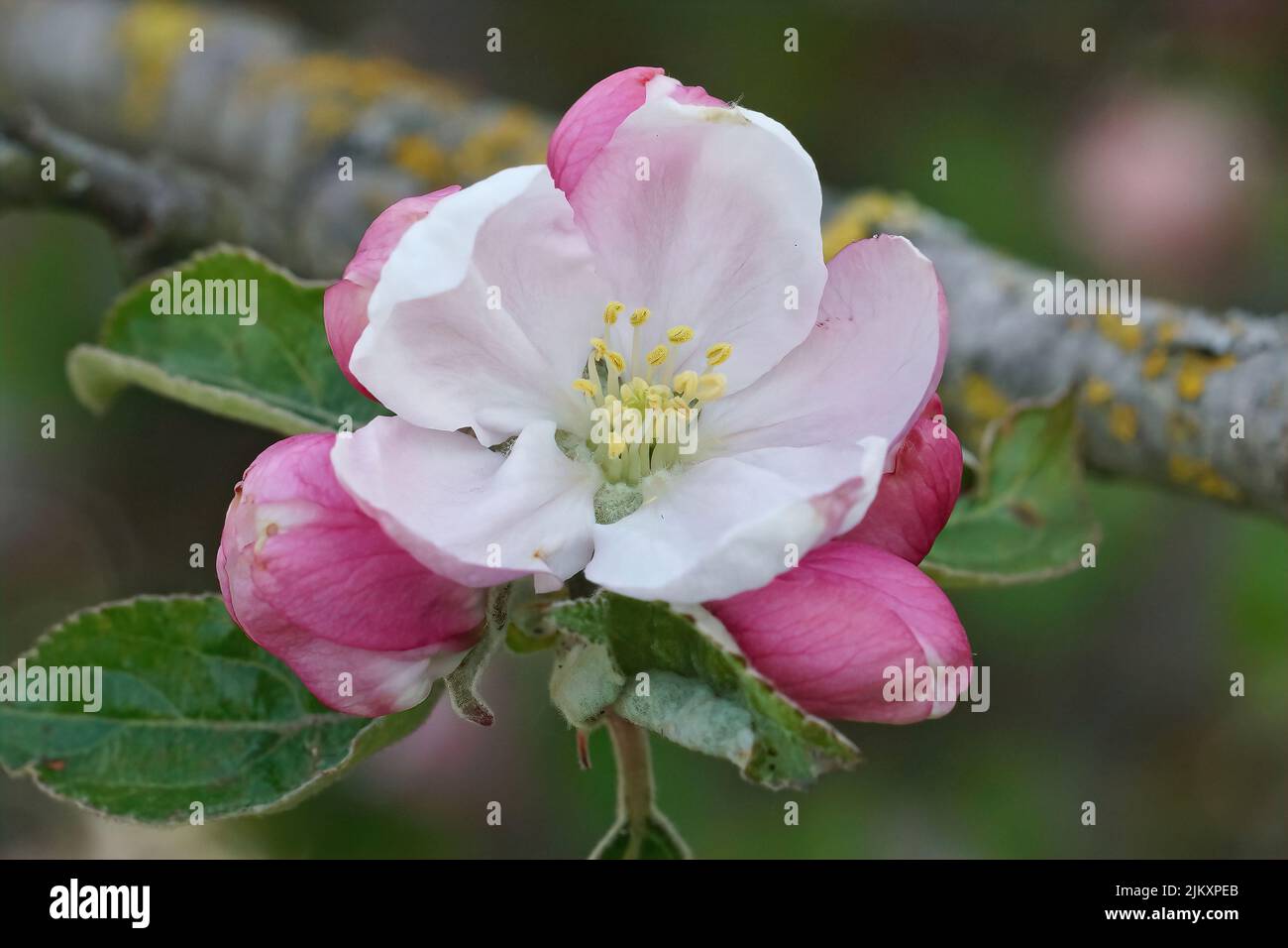 Closeup on the colorful pink and white blossoming European crab apple, Malus sylvestris Stock Photo