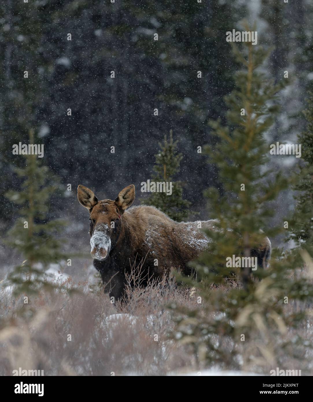 Yukon Alaska bull moose feeding brush just after dropping antlers in