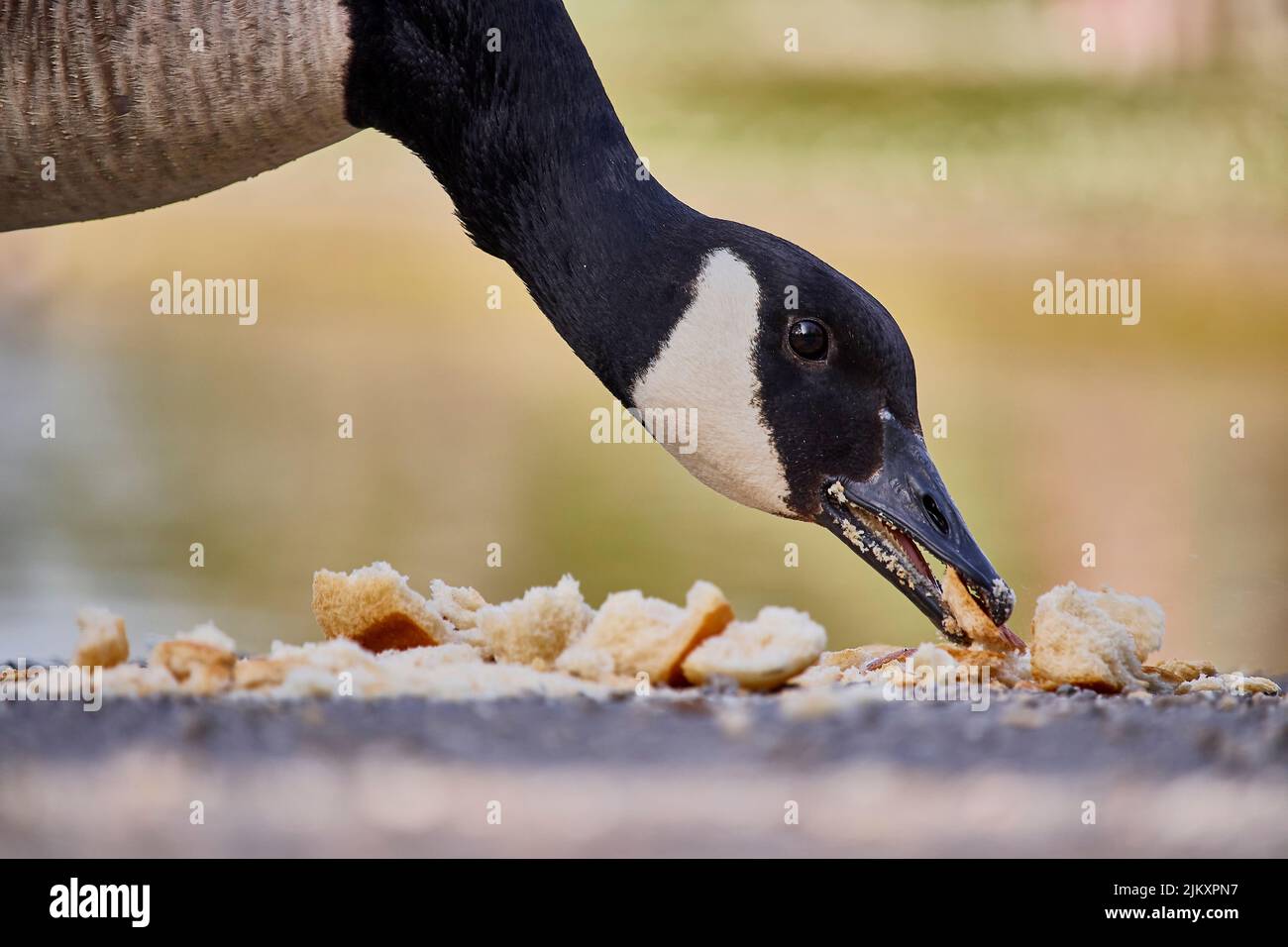 A close-up of cute goose eating bread crumbs Stock Photo - Alamy