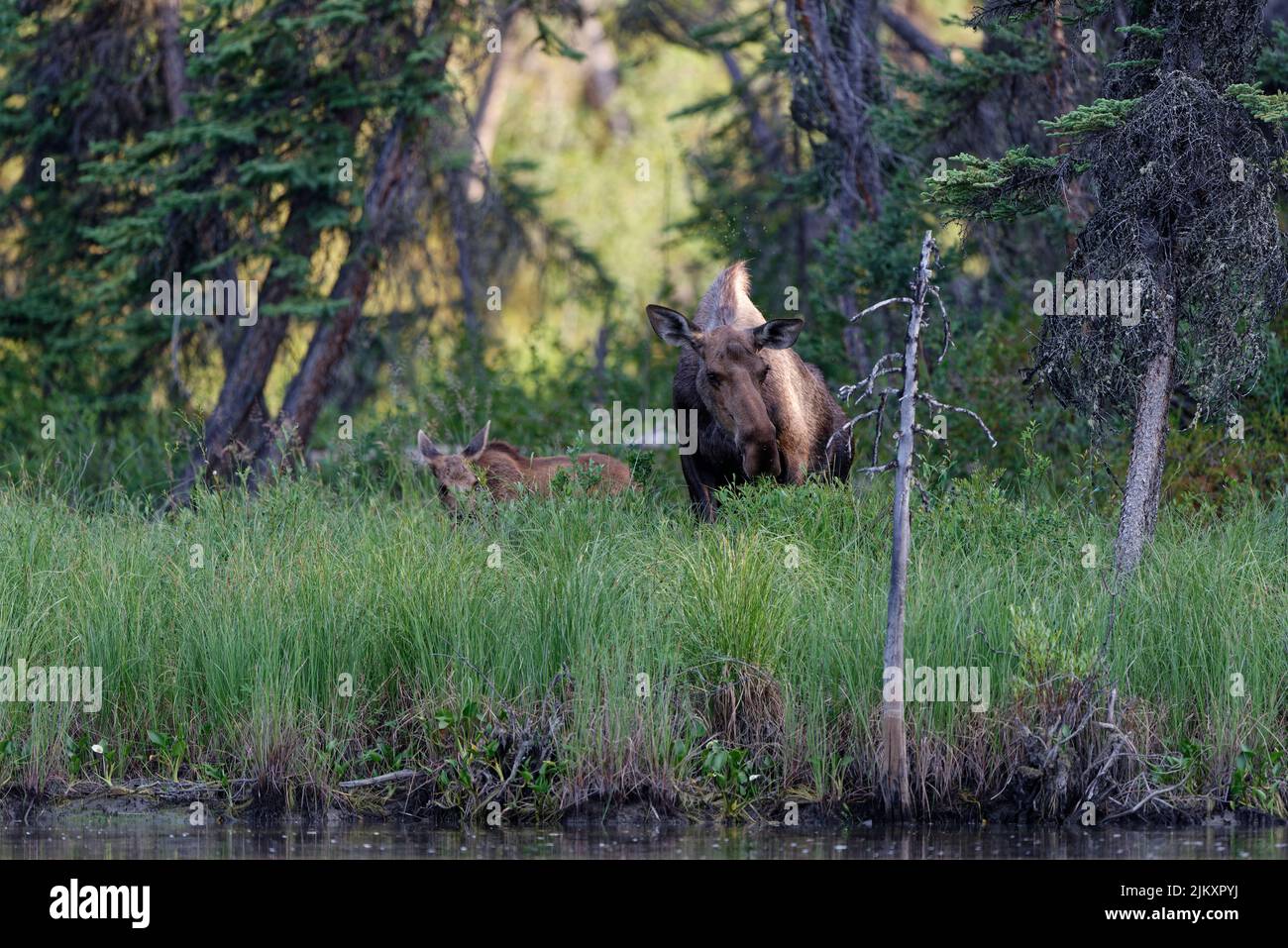 cow and calf moose close to water line in forest feeding grass with sun
