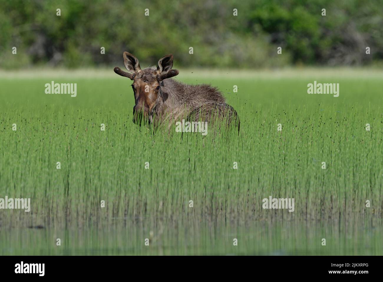 Young bull moose looking back at camera standing in tall weeds during summer month Stock Photo