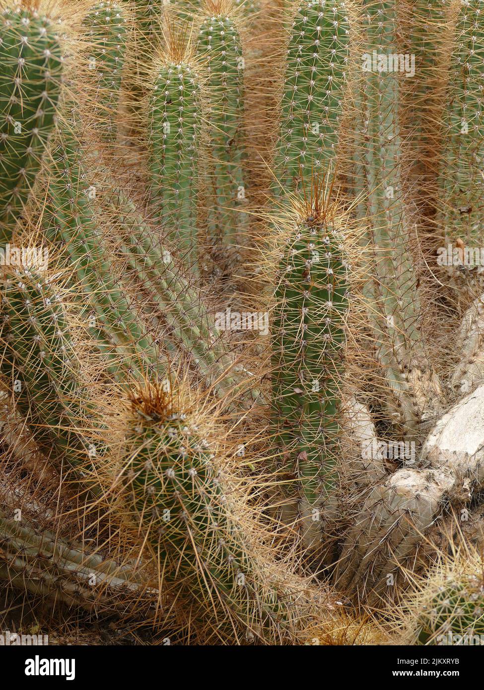 A shallow focus shot of mountain waxy plants in the cactus morocco garden on a sunny day Stock Photo