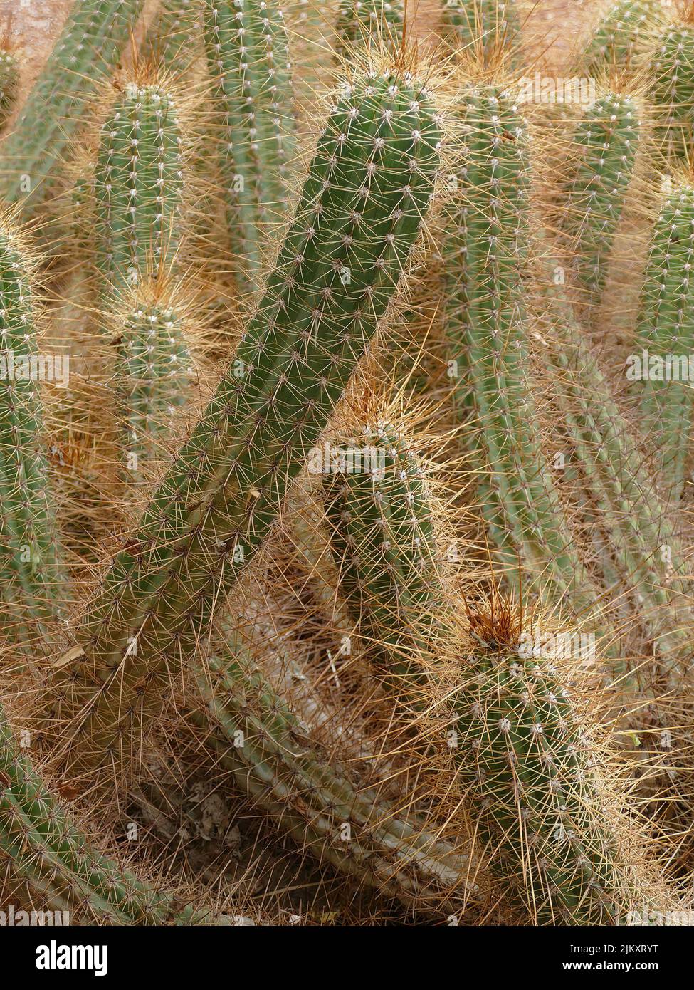 A shallow focus shot of Haageocereus plants in the cactus morocco garden on a sunny day Stock Photo