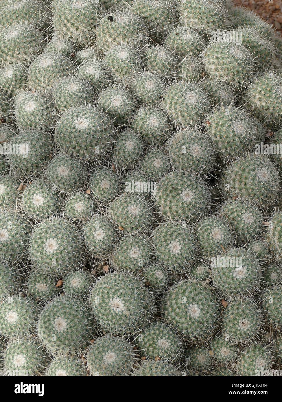 Mammillaria cactus hi-res stock photography and images - Page 13 - Alamy