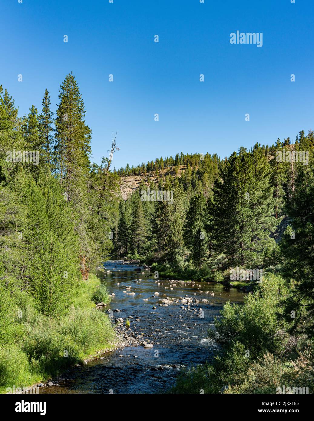 Norcal Forests Shallow river bends through the green pine trees of a northern ...