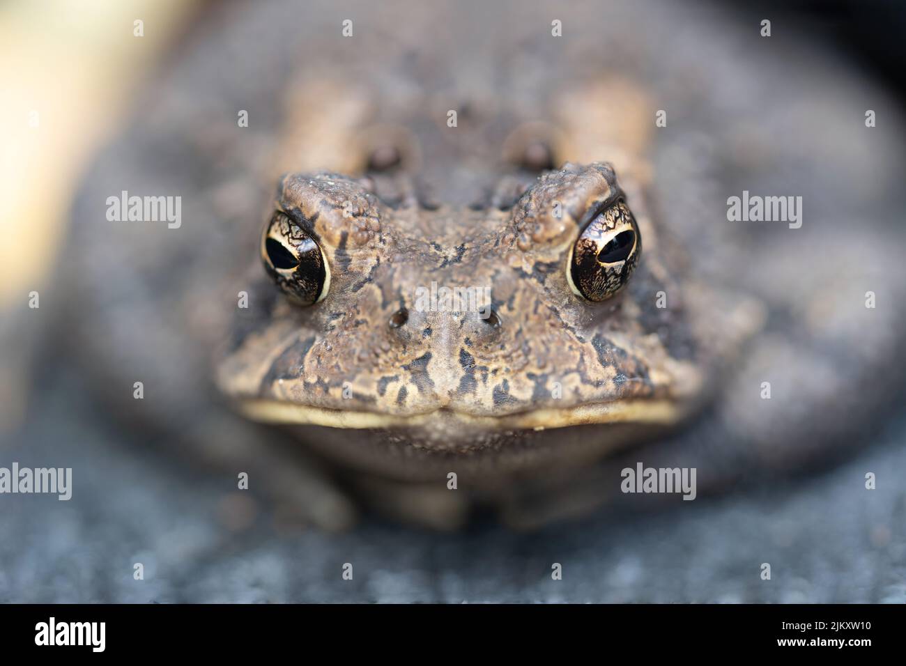 A common American toad with large glossy black eyes stares menacingly at the camera. Stock Photo