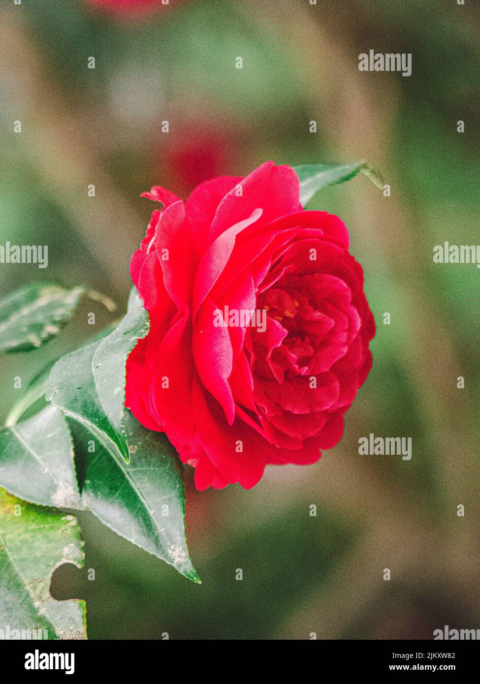 Red rose blurred background hi-res stock photography and images - Alamy