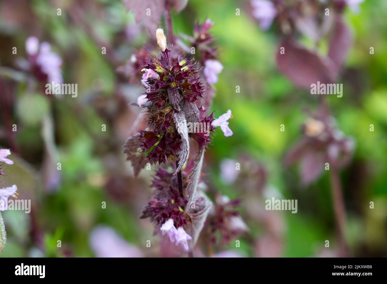 Ballota nigra, black horehound flowers in meadow closeup selective focus Stock Photo