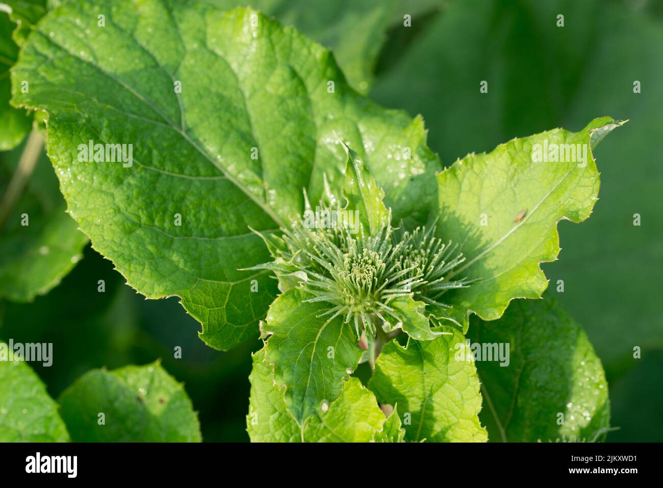 Arctium, burdock green buds closeup selective focus Stock Photo