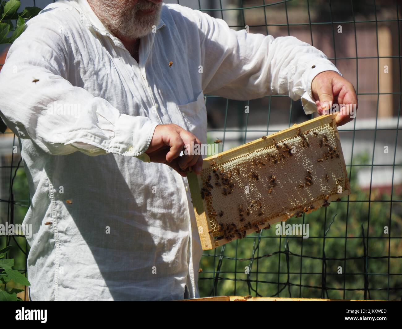 Master bee keeper pulls out a frame with honey from the beehive in the ...