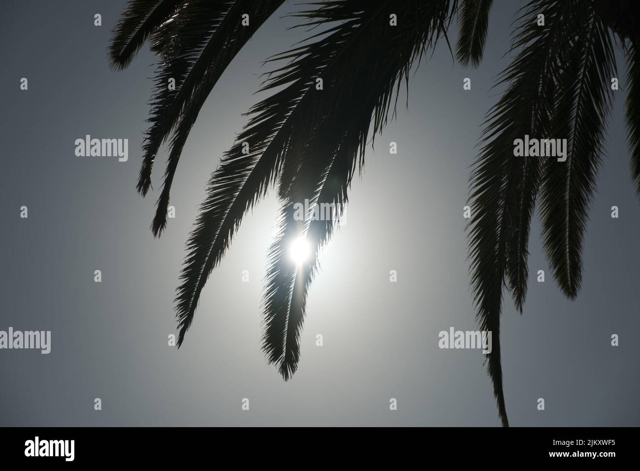 Palm tree scenic view hi-res stock photography and images - Alamy