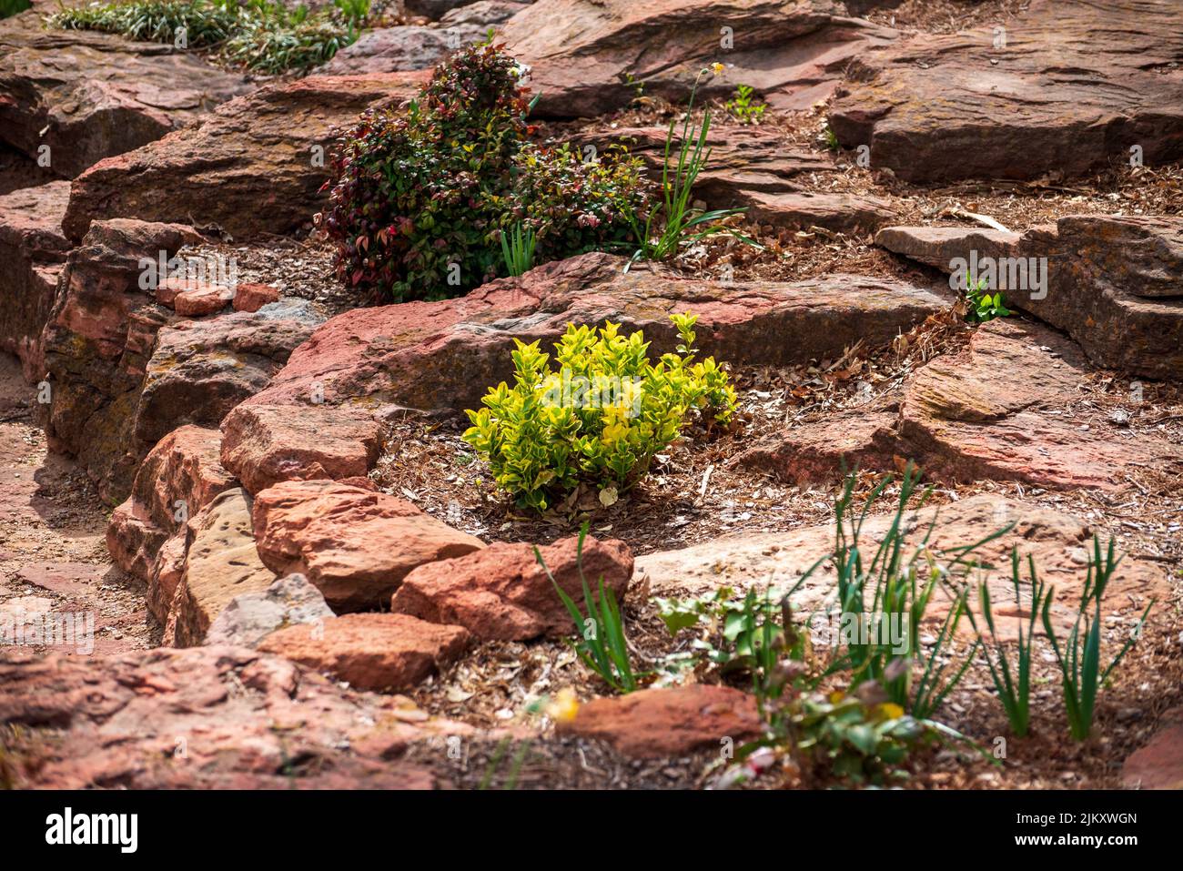 Vibrant plants in Will Rogers Botanical Gardens in Oklahoma, the USA