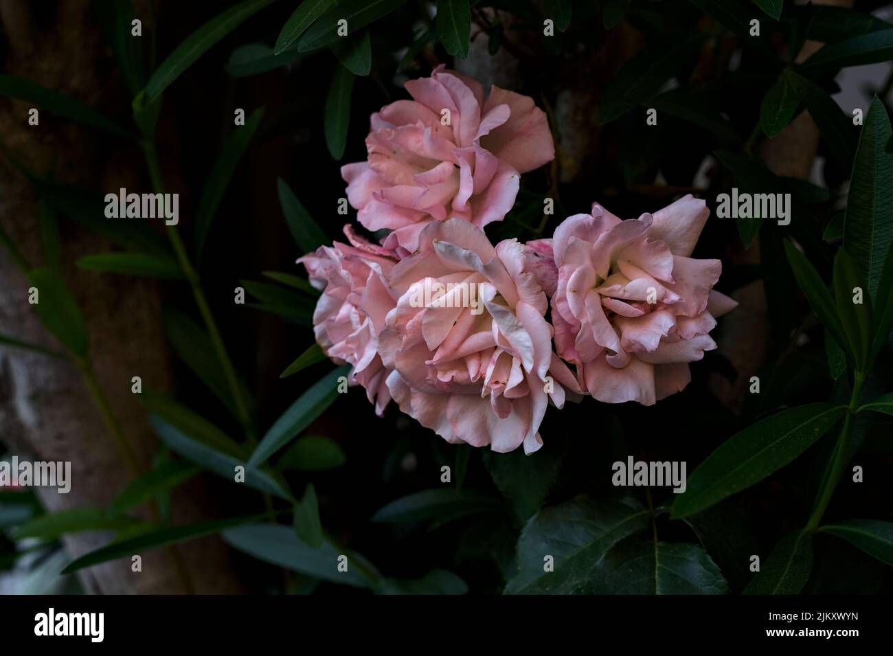 Roses in bloom in the shade Stock Photo Alamy
