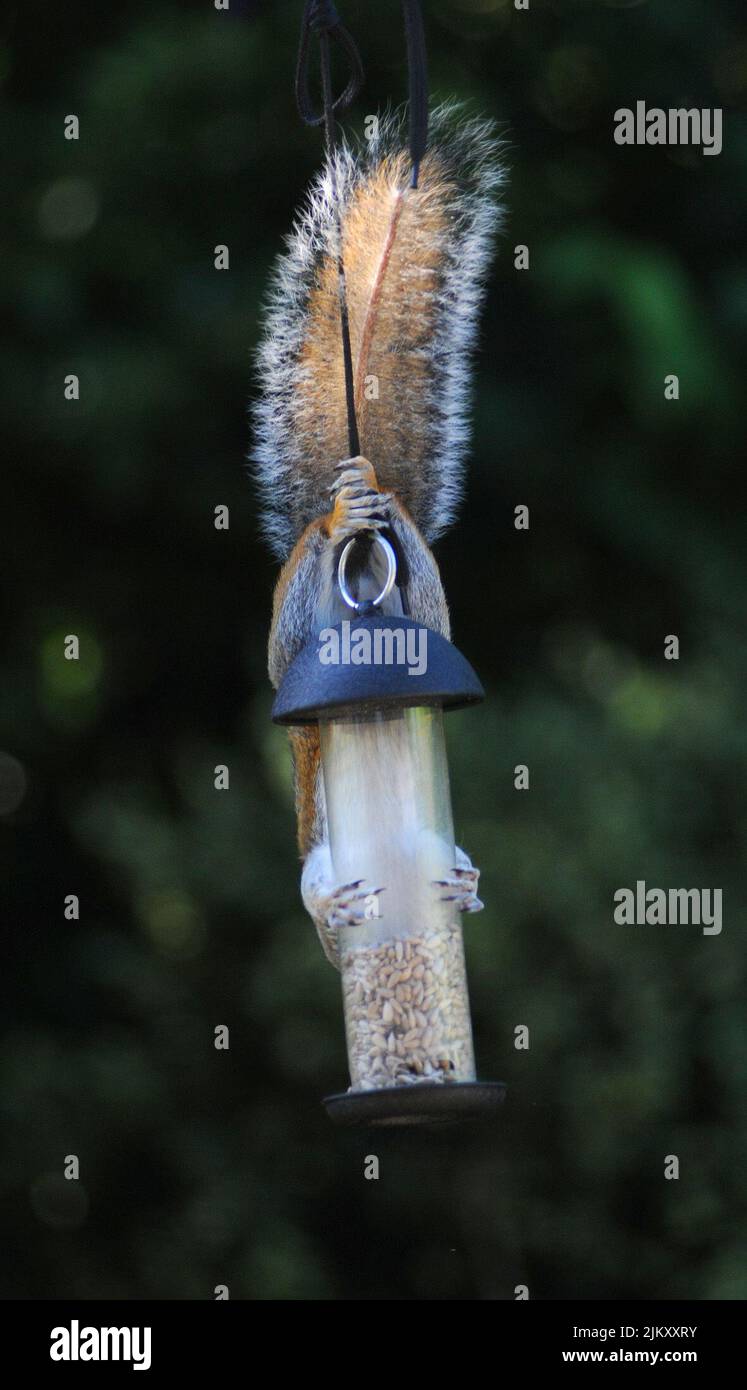 SQUIRREL ON BIRD FEEDER , PORTCHESTER, HANTS Stock Photo