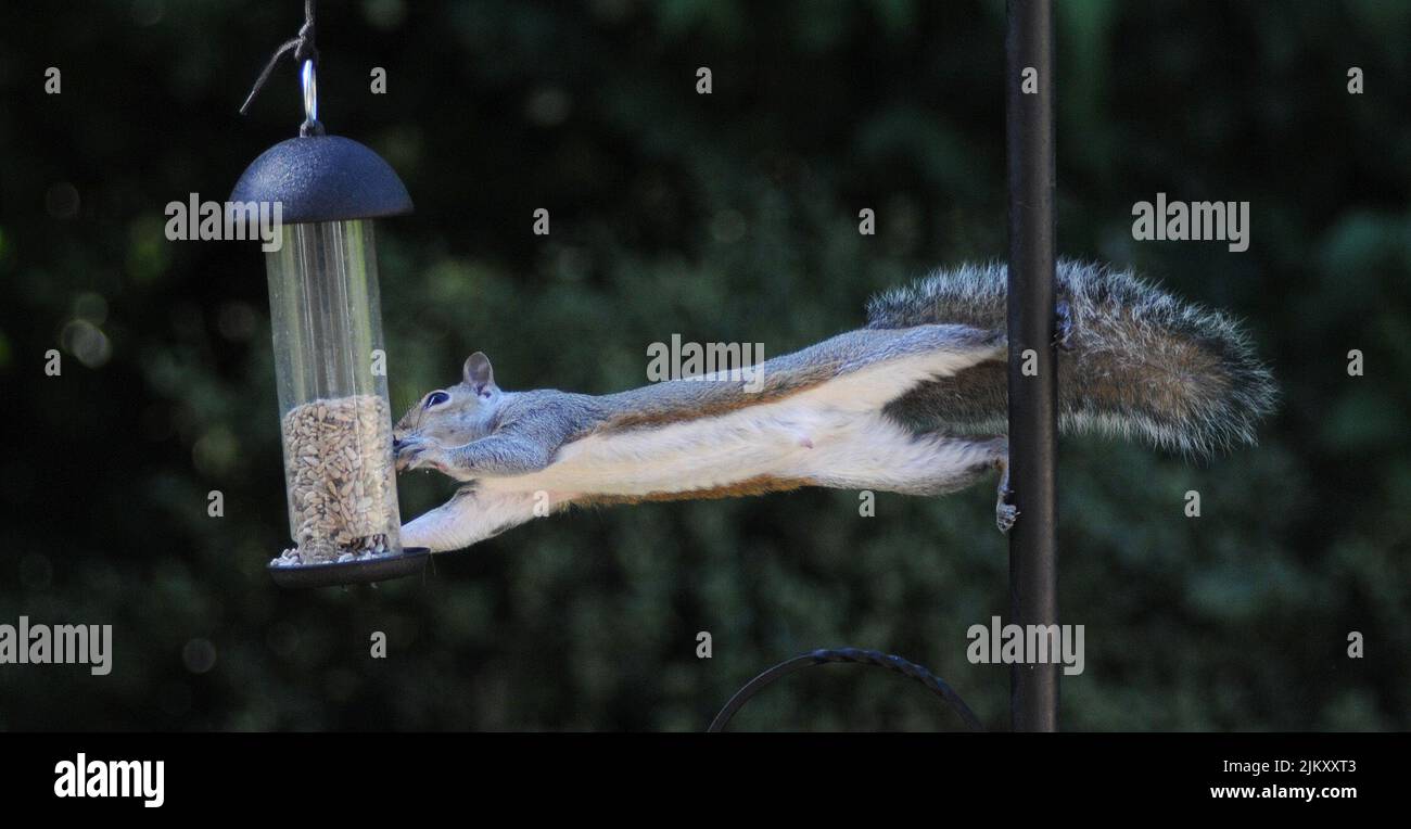 SQUIRREL ON BIRD FEEDER , PORTCHESTER, HANTS Stock Photo
