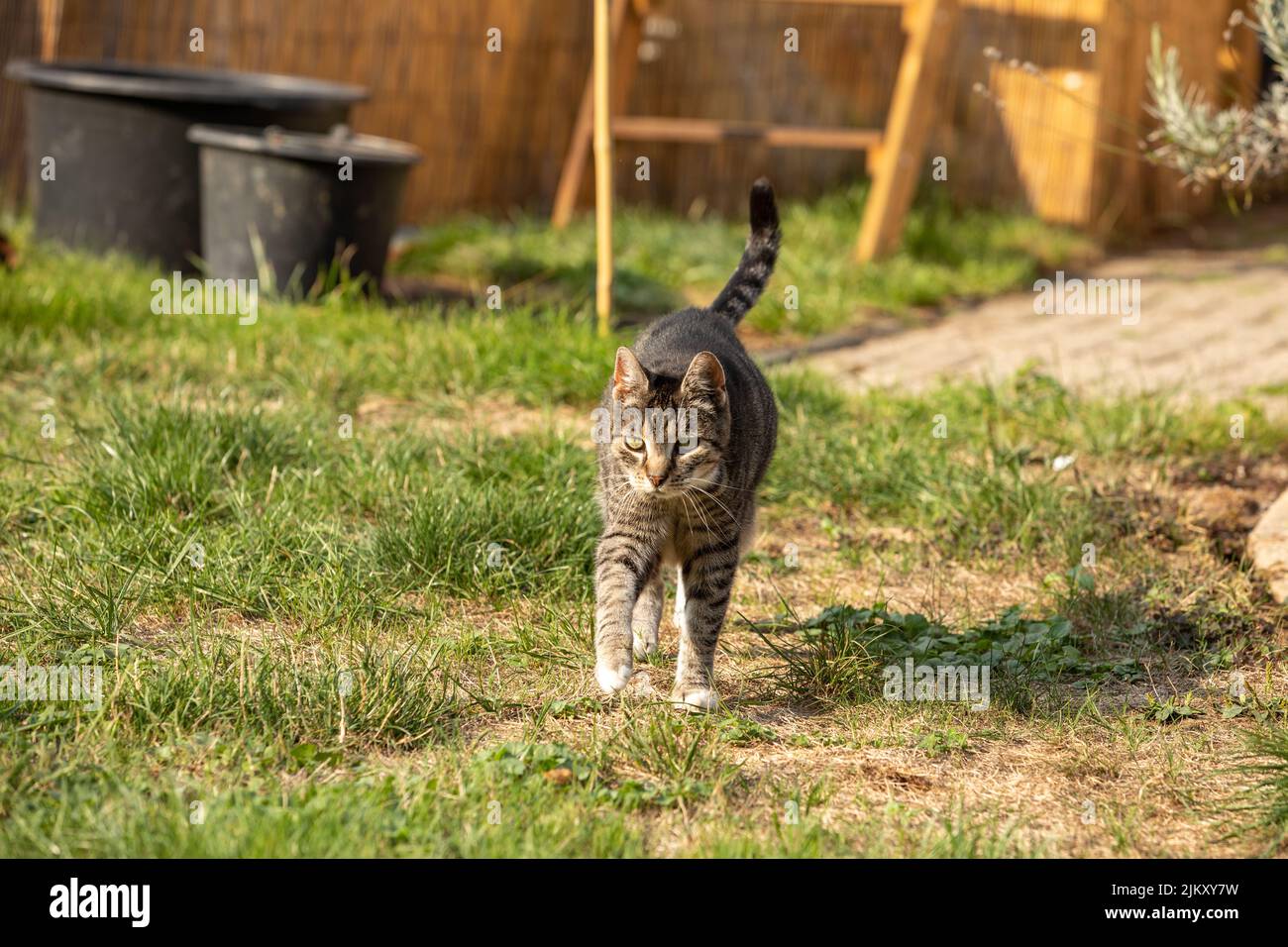cute cat in the grass Stock Photo