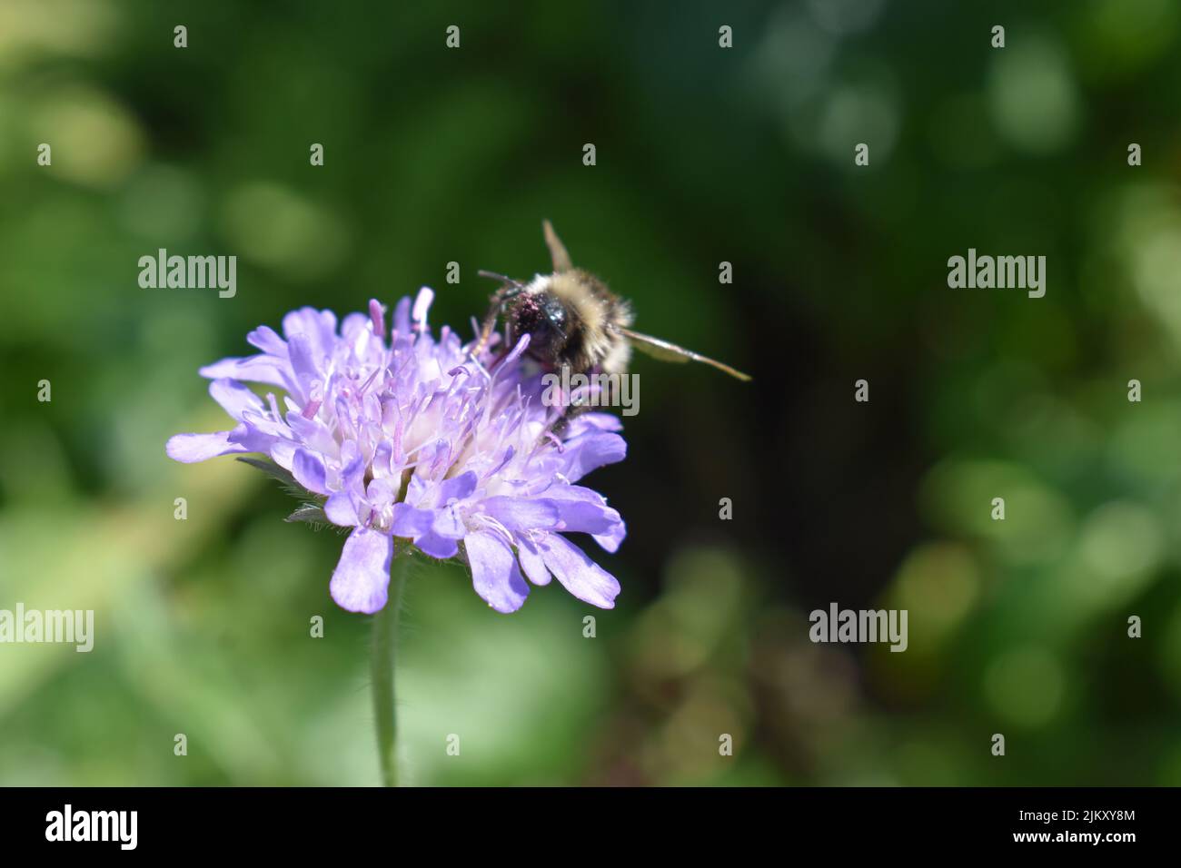 A close up shot of a bee on a flower - Scabiosa 'Butterfly Blue'. Stock Photo