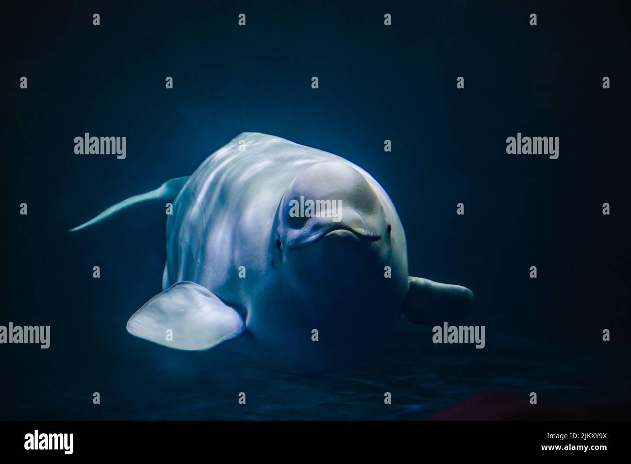 A closeup shot of a cute beluga whale swimming underwater Stock Photo