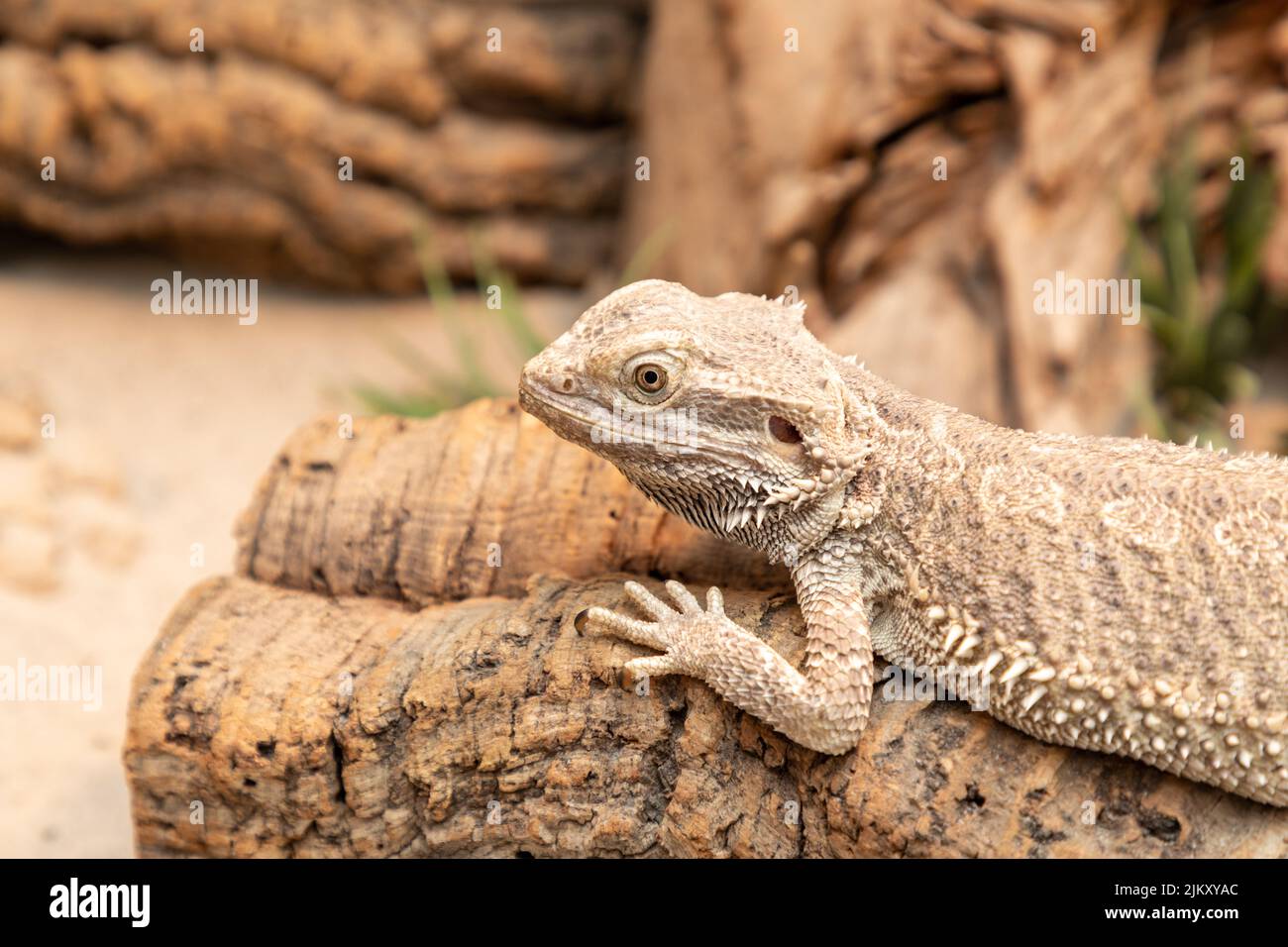 bearded dragon in the terrarium Stock Photo Alamy