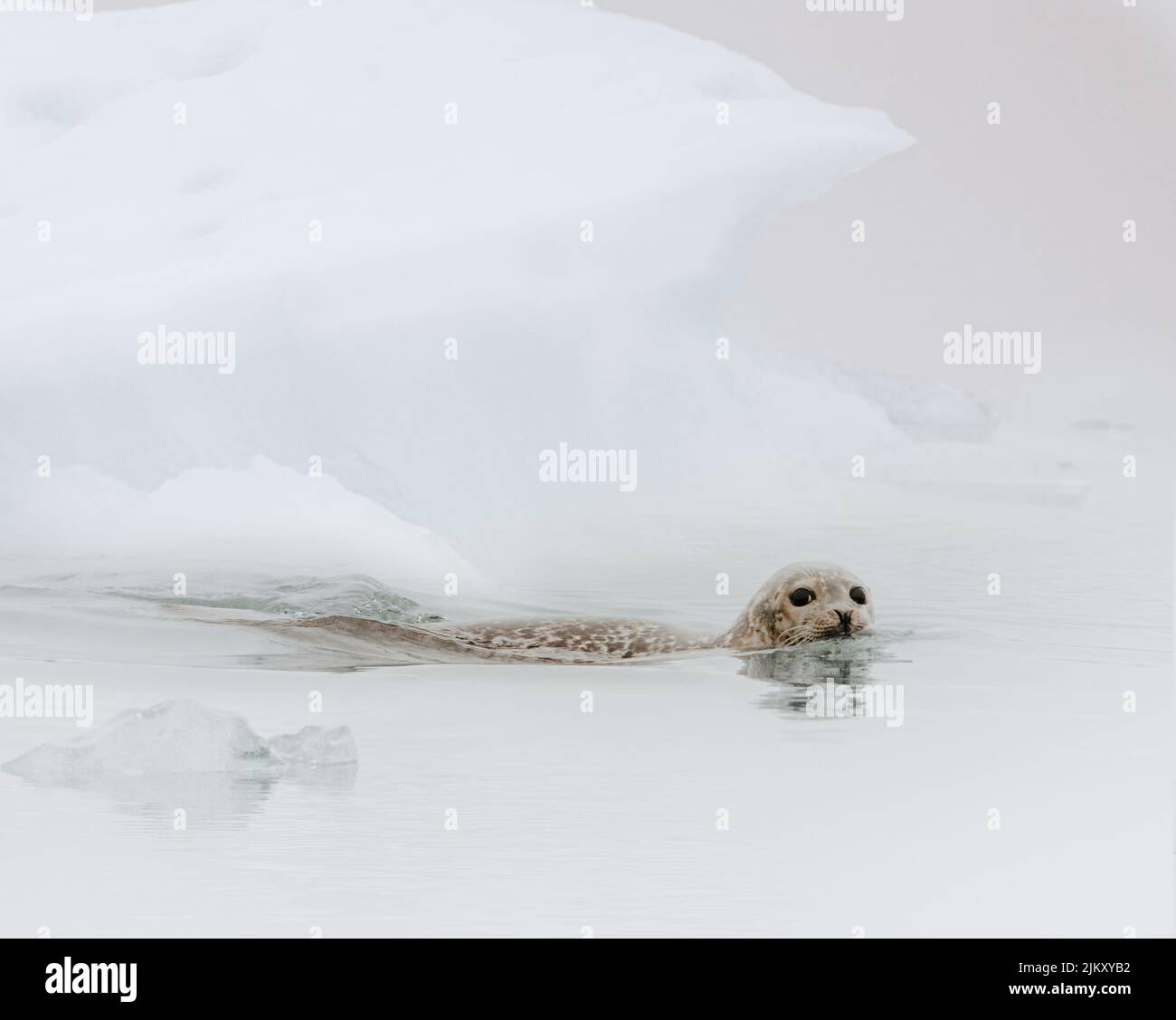 A baby seal in the icy water of the frozen ocean Stock Photo