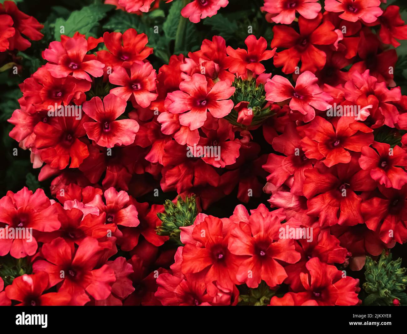 Beautiful flowers in garden centre in Hertfordshire, England, planting
