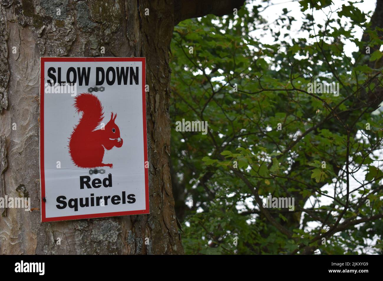 Sign on a tree at Ullswater in the Lake District: 'Slow down, red squirrels'. Stock Photo