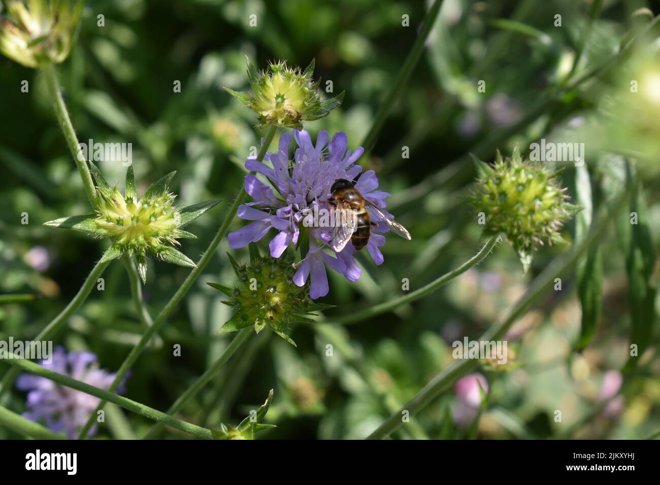 A close up shot of a bee on a flower - Scabiosa 'Butterfly Blue'. Stock Photo