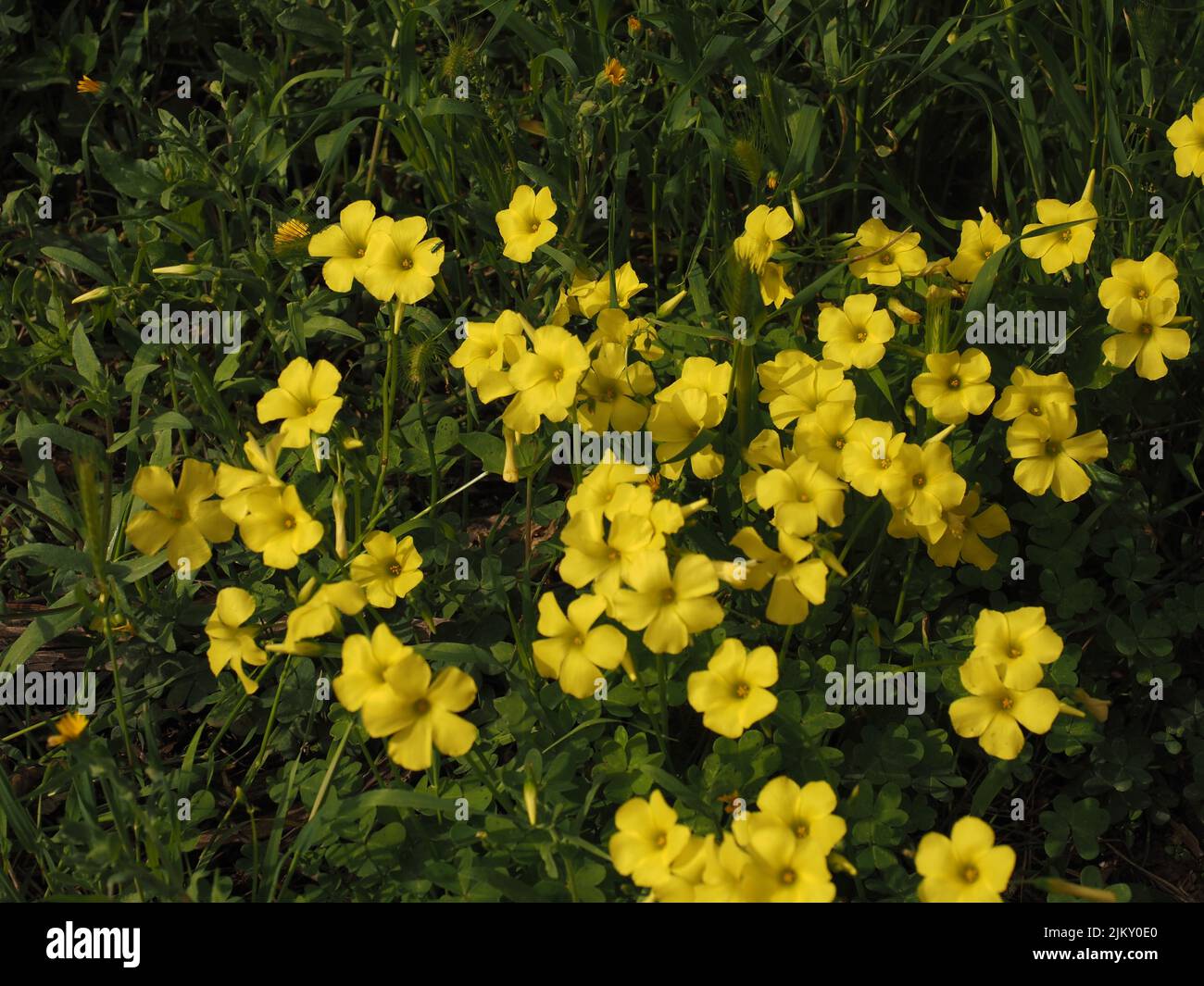 A closeup shot of yellow potentilla flowers blooming in the field Stock Photo