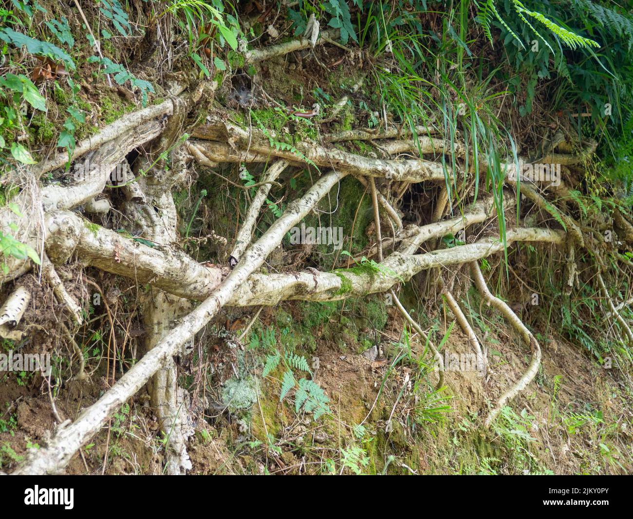 tree trunks near the ground. Tree trunks in a horizontal position. wild