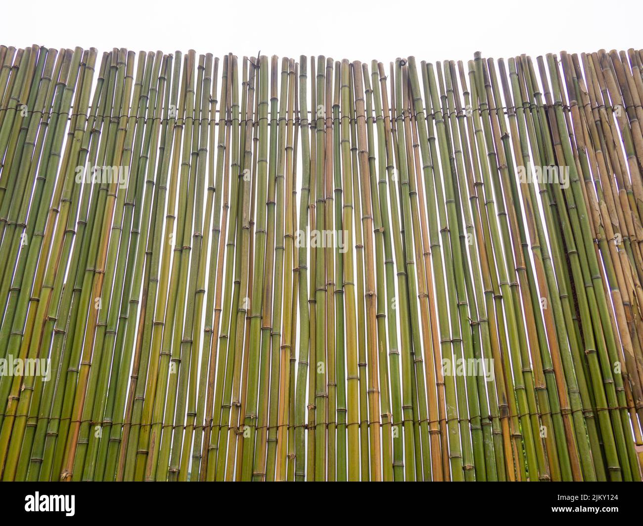 Bamboo fence. Fence made of thin green bamboo. Strong fence. Palisade