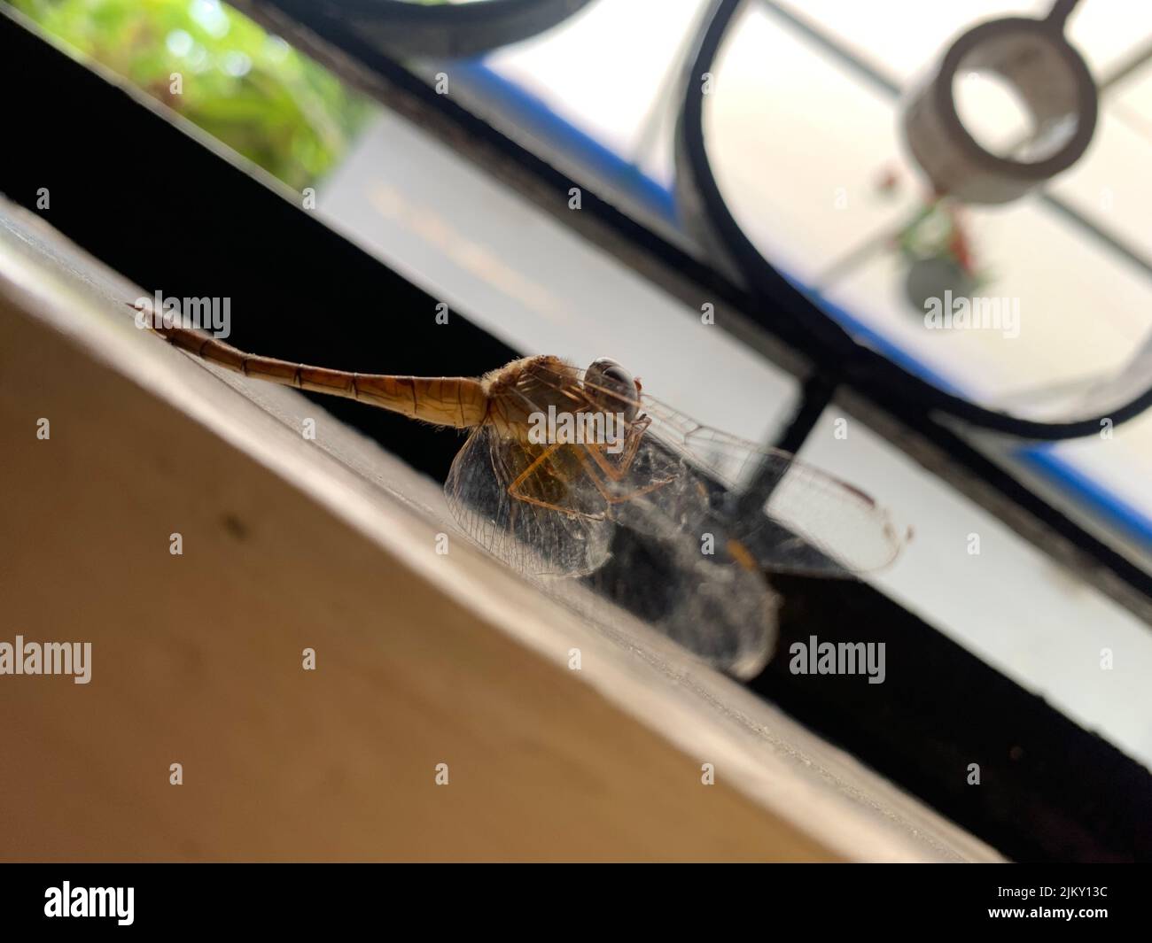 A macro shot of a dragonfly odonata insect on a wooden surface Stock ...