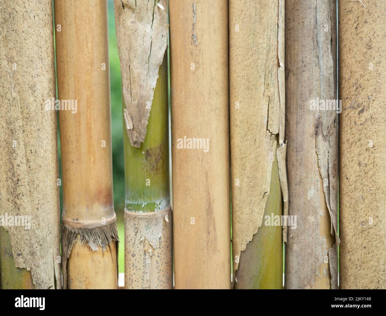 Bamboo fence. Fence made of thin green bamboo. Strong fence. Palisade