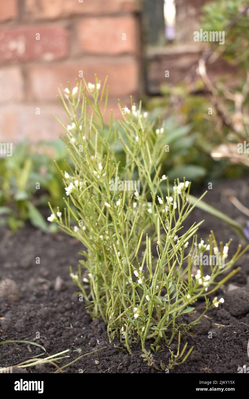 A vertical shot of common bittercress plated on a garden against a