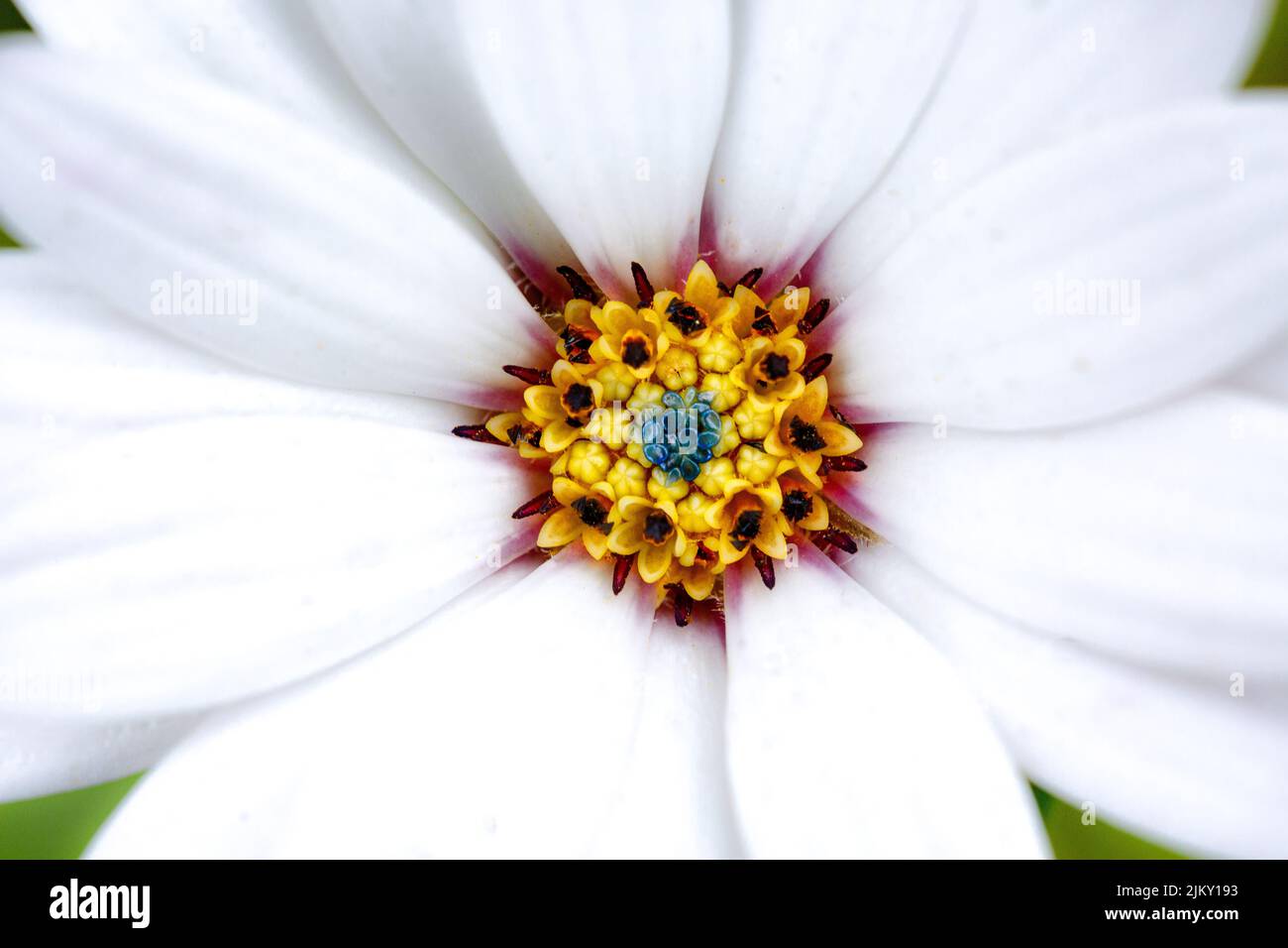 White flower with yellow pistil hi-res stock photography and images - Alamy
