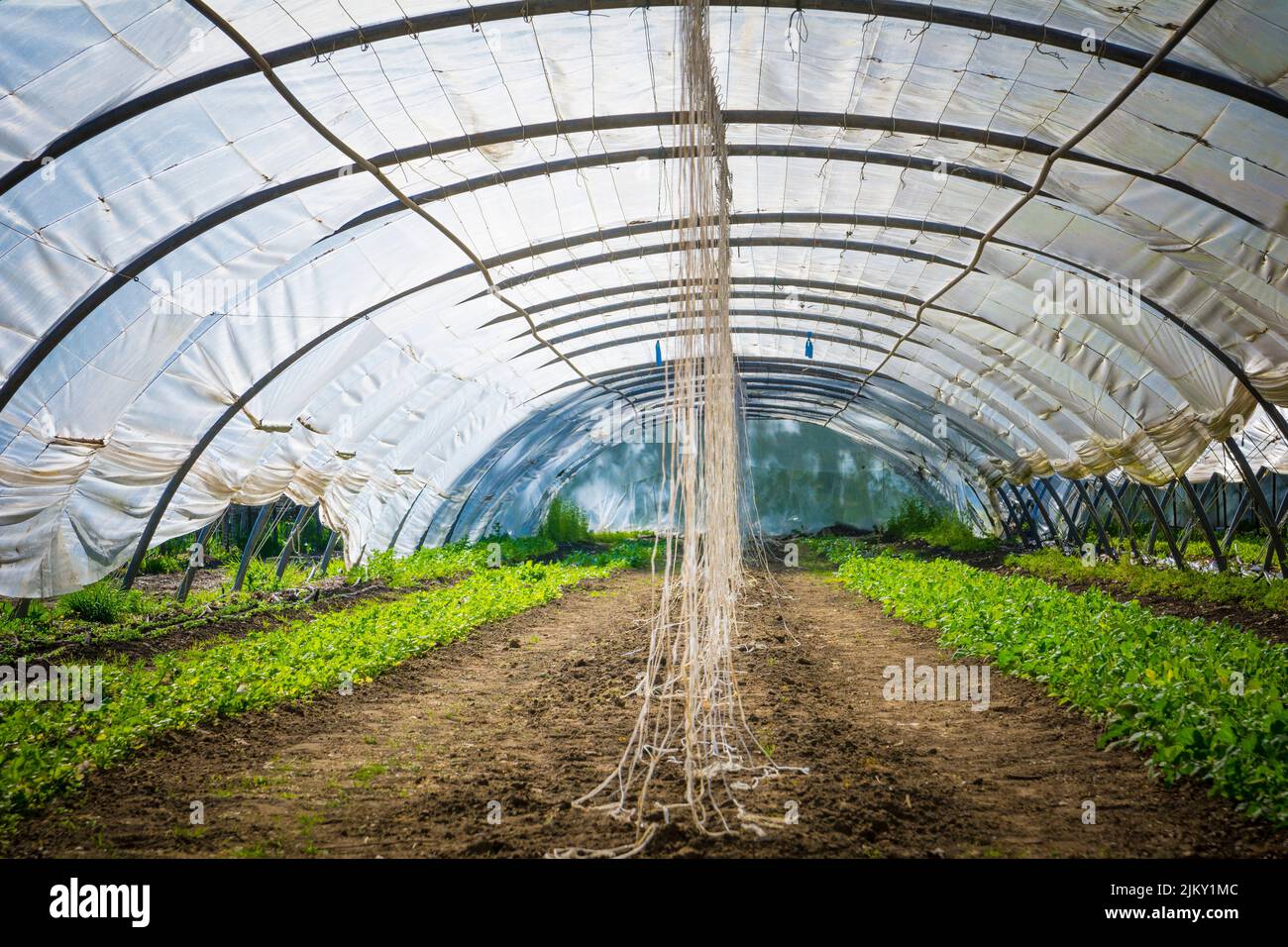 Tunnel greenhouse with plastic cover growing herbs and vegetables in a community garden Stock Photo