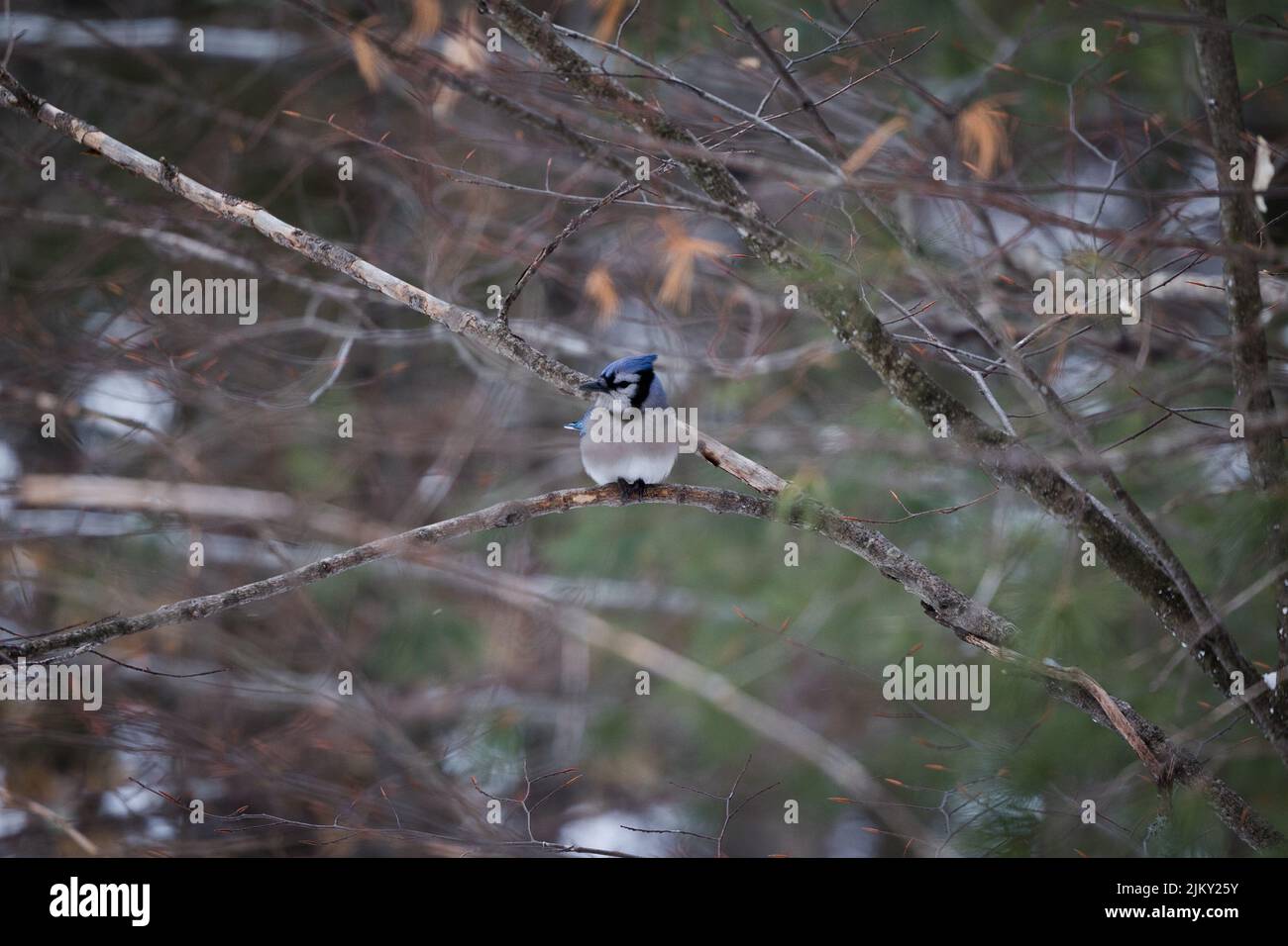 A tiny blue Jay bird sitting on tree branch Stock Photo