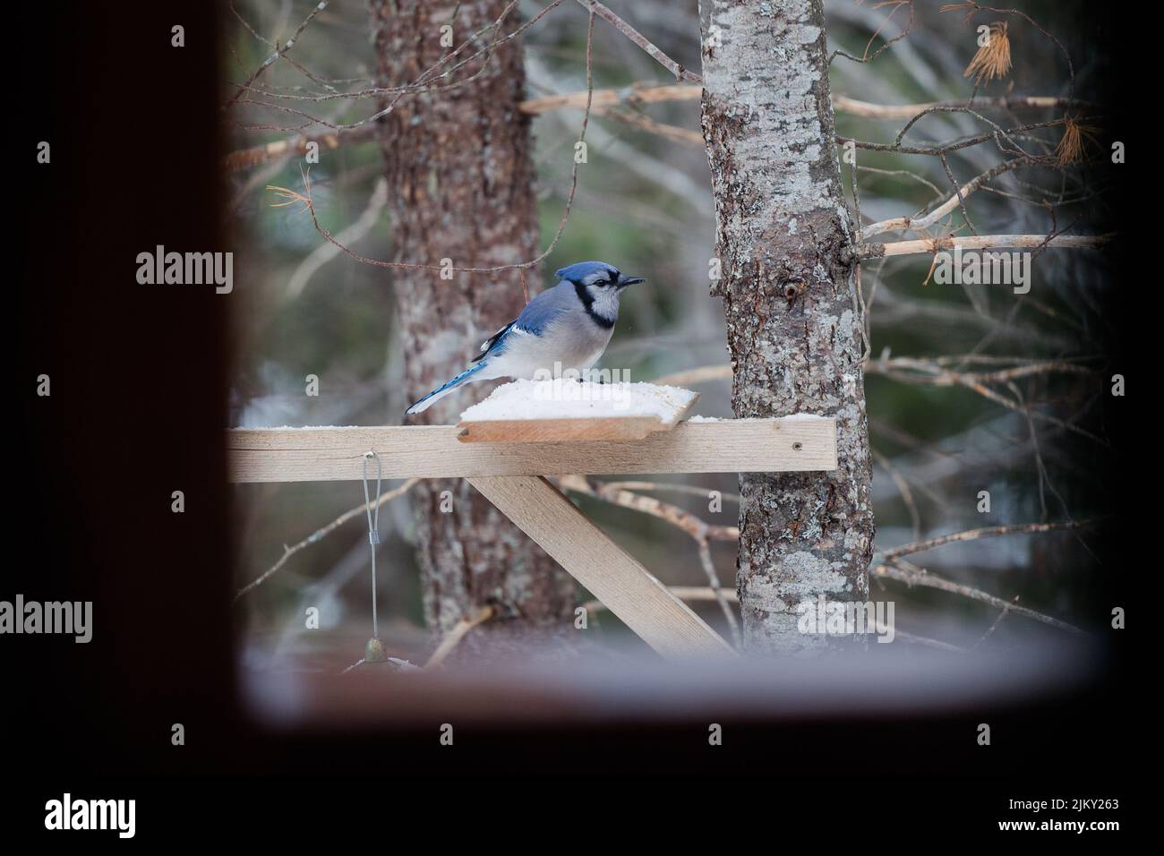 A tiny blue Jay bird sitting on wooden structure Stock Photo