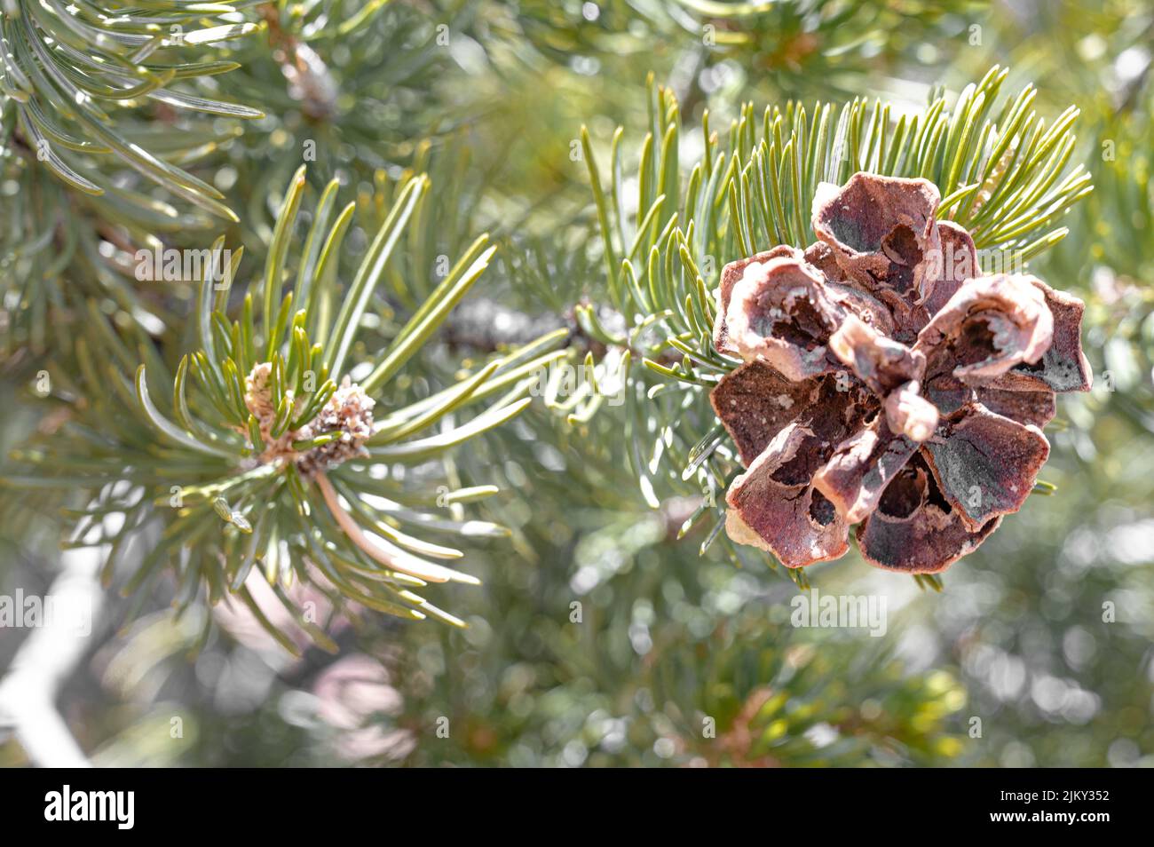 A selective focus shot of pine tree branch with cone Stock Photo - Alamy