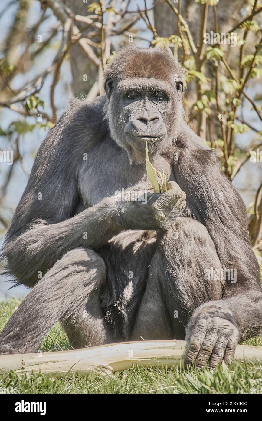 An adult gorilla sitting on grasses in a field while eating tree bark