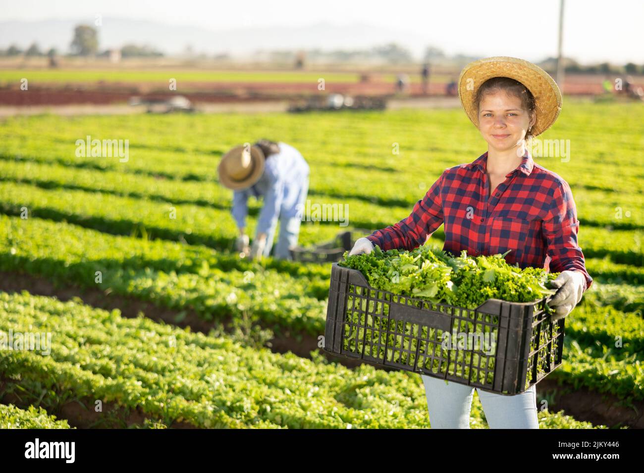 Portrait of woman farmer holding crate with lettuce in farm Stock Photo ...
