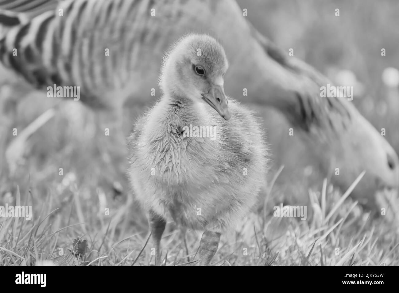 A grayscale shot of a young gosling foraging on a field against a blurry adult goose background Stock Photo