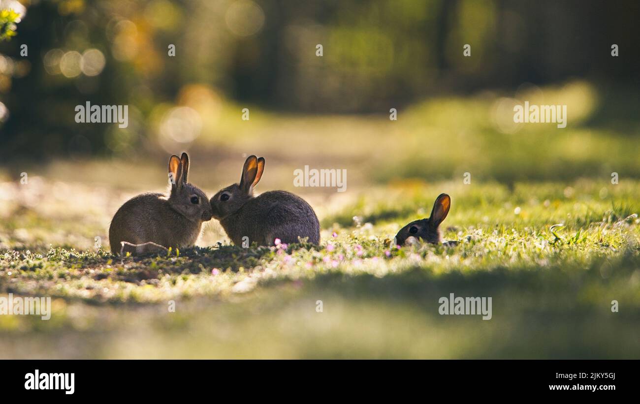 Bunny on a trimmed lawn stock photo. Image of stress - 130428764