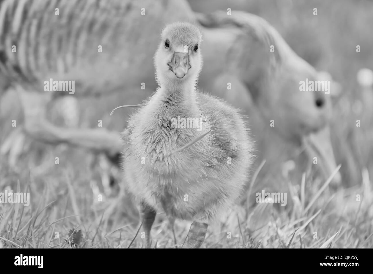 A grayscale shot of a young gosling foraging on a field against a blurry adult goose background Stock Photo