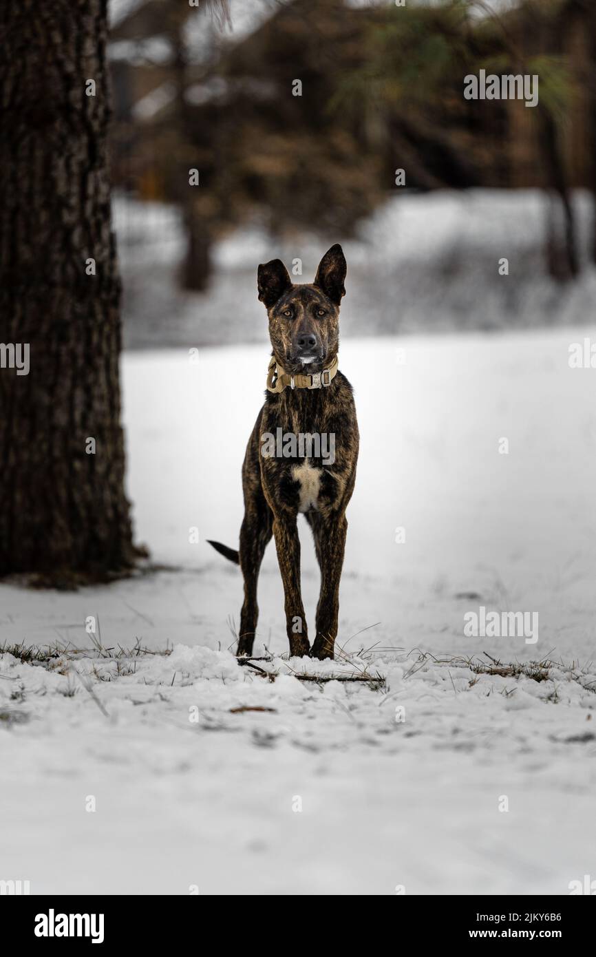 A vertical shot of a dutch shepherd standing on a snowy field looking at the camera Stock Photo